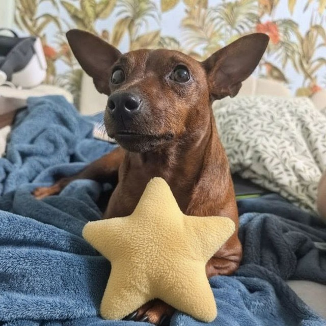 Аватар Telegram-бота «HaniStars (beta)» (@HaniStars_bot)